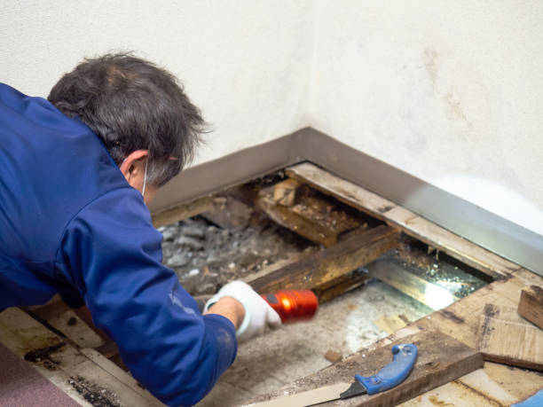 Certified Mold Removal in Bull Shoals, AR