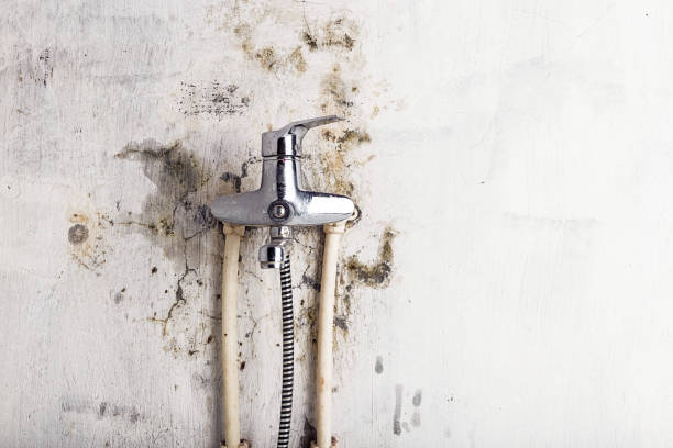 Best Emergency Mold Removal  in Bull Shoals, AR