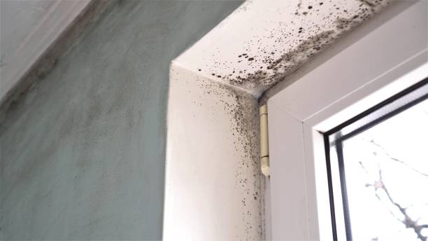 Best Affordable Mold Removal  in Bull Shoals, AR