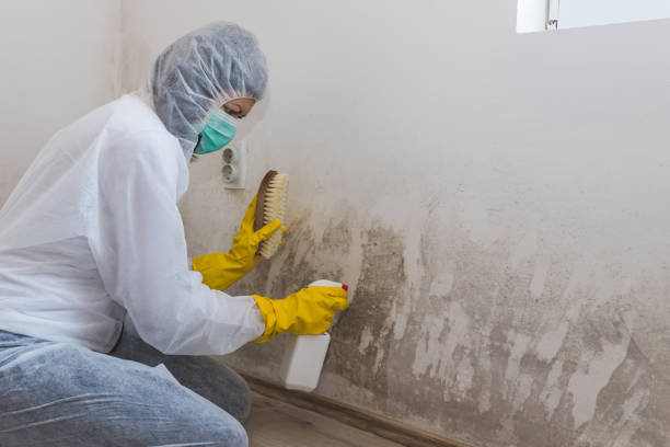 Best Mold Testing  in Bull Shoals, AR