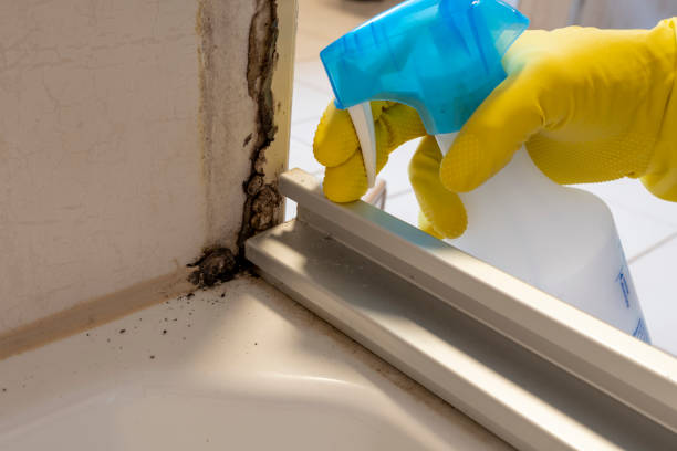 Best Attic Mold Removal  in Bull Shoals, AR