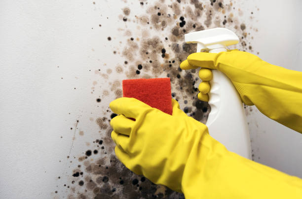Best Local Mold Removal Service  in Bull Shoals, AR