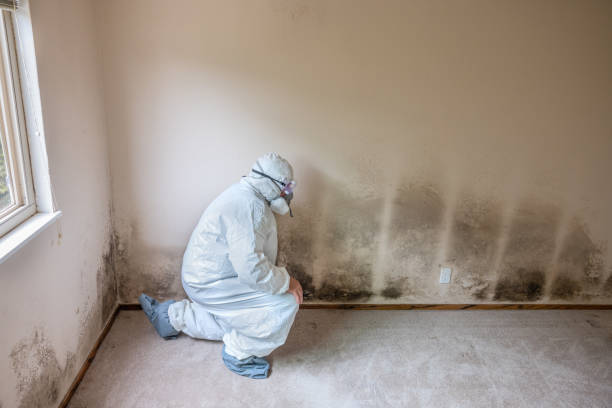 Mold Removal and Inspection in Bull Shoals, AR