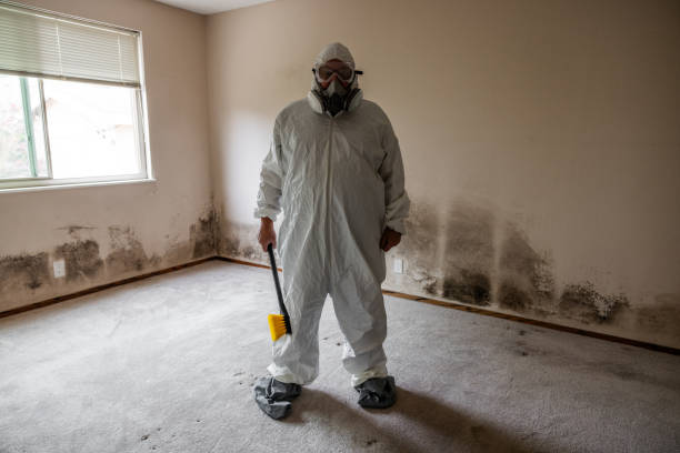Best Commercial Mold Removal  in Bull Shoals, AR
